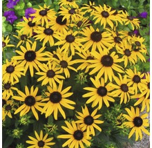 Grupp av Rudbeckia blommor i trädgården
