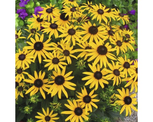 Grupp av Rudbeckia blommor i trädgården