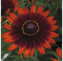 Blomma av en rudbeckia