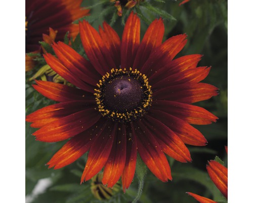Blomma av en rudbeckia