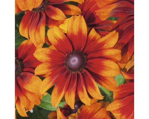 Närbild av Rudbeckia-blommor med mörkt centrum och gulröda kronblad