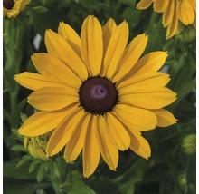 Gul rudbeckia i detalj