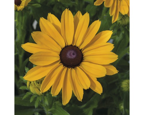 Gul rudbeckia i detalj