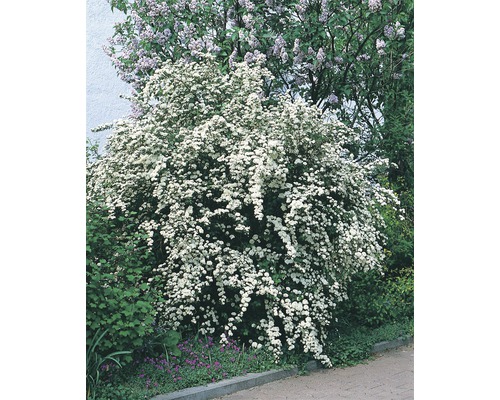 Blommande spirea i trädgården
