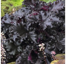 Närbild av en alunrotplanta med blad och blommor