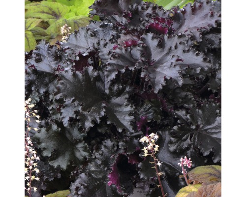 Närbild av en alunrotplanta med blad och blommor