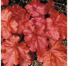 Närbild av en alunrotväxt med blad