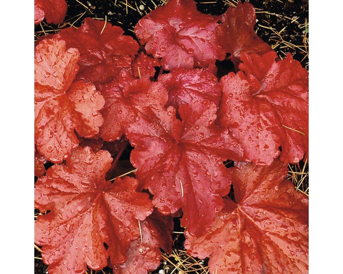 Närbild av en alunrotväxt med blad