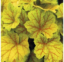 Närbild av Heuchera blad