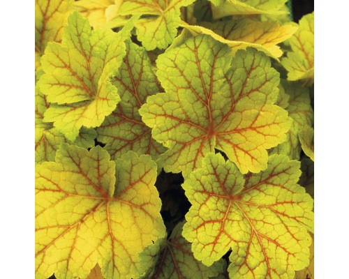 Närbild av Heuchera blad