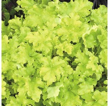 Närbild av en Heuchera-växt med blad