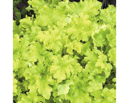 Närbild av en Heuchera-växt med blad