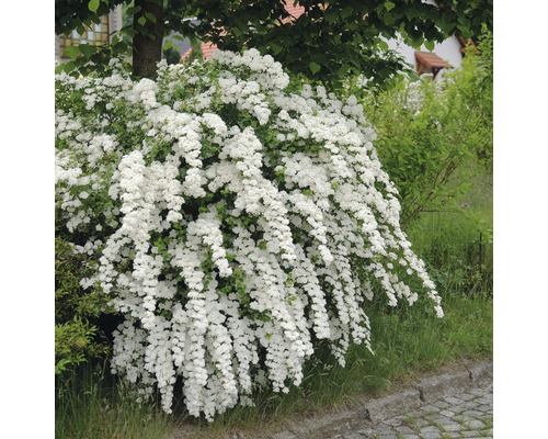 Brudspirea buske med vita blommor