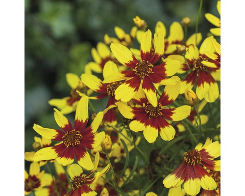 Grupp av Coreopsis-blommor med gula kronblad och röda centra