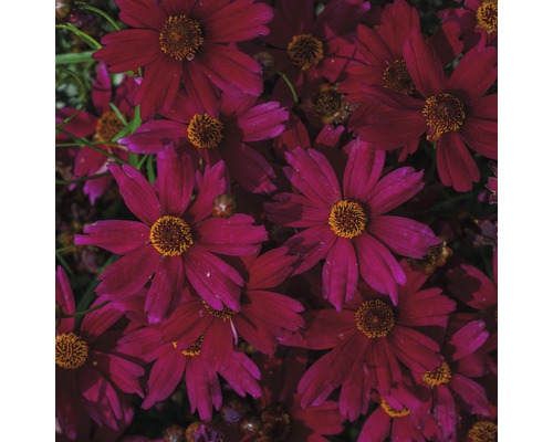Närbild av karmosinröda Coreopsis blommor
