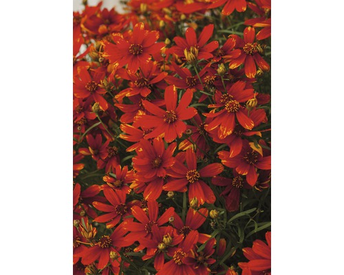 Närbild av Coreopsis blommor