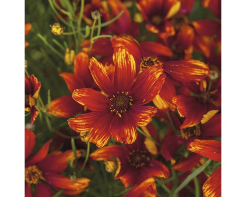 Närbild av Coreopsisblommor