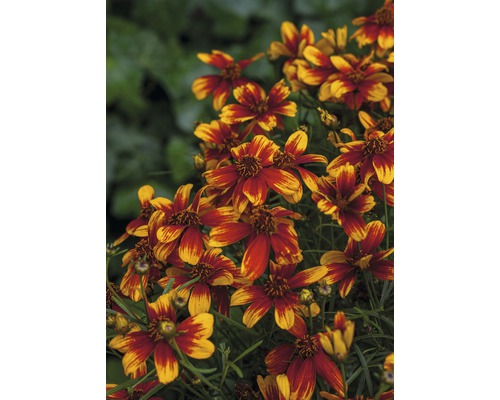 Blomställning med Coreopsis-blommor i trädgården.