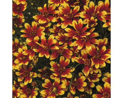 Närbild av Coreopsisblommor med röda och gula kronblad