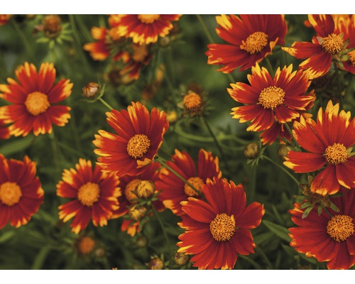 Närbild av Coreopsis blommor i trädgården.