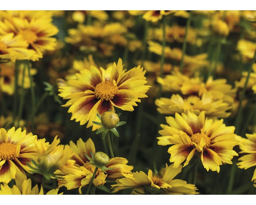 Blommande Rudbeckia i trädgården