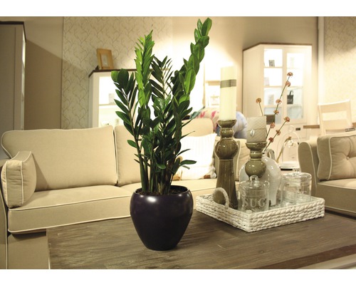 Zamioculcas-växt i en kruka på ett bord i ett vardagsrum.