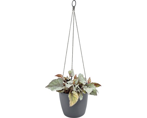 Hängande växt med begonia i en kruka