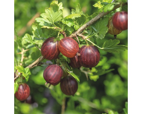 Röda krusbär FLORASELF Ribes uva-crispa Hinnomäki röd 40-60cm co 3L