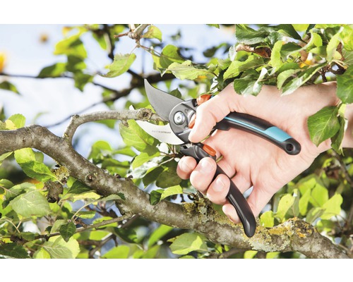 Trädgårdssax i användning för att beskära en gren