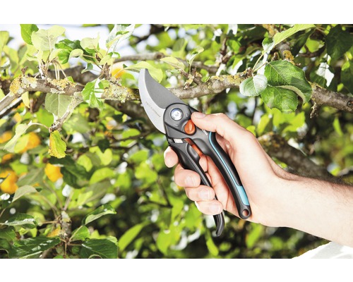 Trädgårdssax i bruk på ett träd