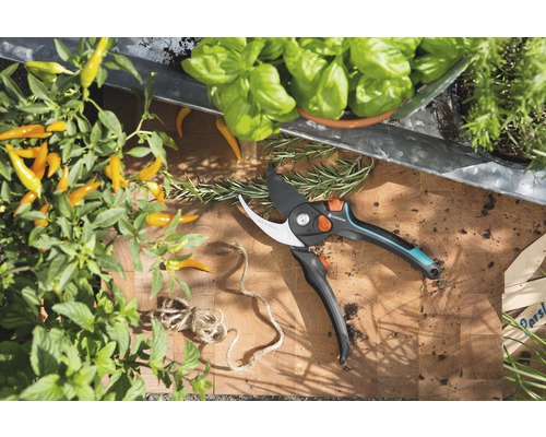 Trädgårdsscen med örter, grönsaksplantor och en trädgårdssax på en träplanka