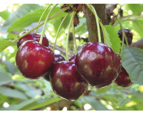 Sötkörsbär FLORASELF självfertilt Bio Prunus avium 'Sunburst' stamhöjd 40cm totalhöjd 60-80cm co 5L terrass