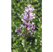 Blomställning av en syrenväxt