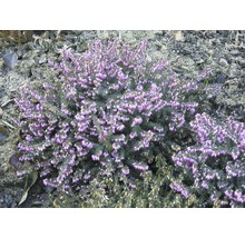 Blommande ljung i trädgården