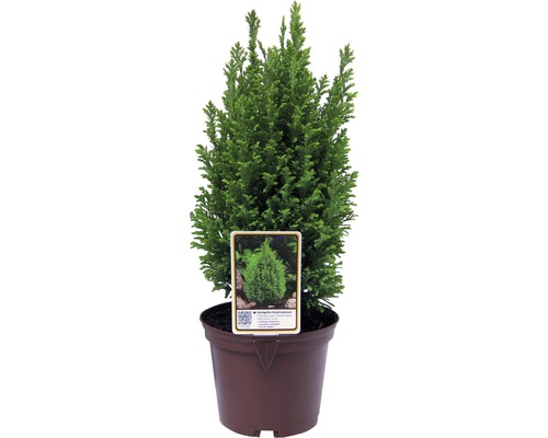 Gul ädelcypress FLORASELF Chamaecyparis lawsoniana Ellwood's Gold 20-30cm co 2L Chamaecyparis obtusa ''Nana Gracilis'' i en kruka