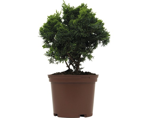 Japansk ädelcypress FLORASELF Chamaecyparis obtusa Nana Gracilis 15-20cm co 2L Cypress i kruka
