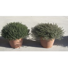 Två krukväxter timjan bredvid varandra