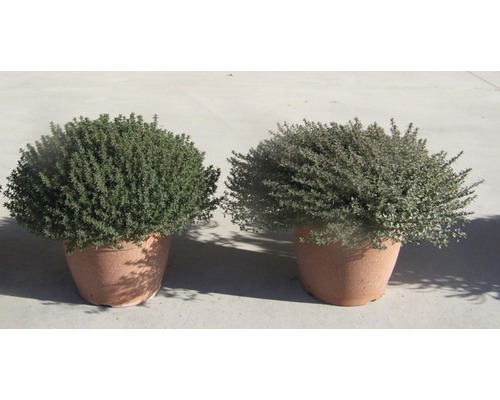 Två krukväxter timjan bredvid varandra