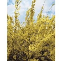 Forsythia FLORASELF Forsythia intermedia Week End® 60-80cm co 4L