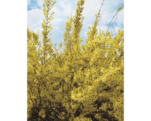 Forsythia med gula blommor mot en blå himmel