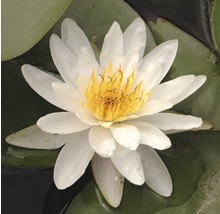 Vit näckros med gul blomma på ett näckrosblad