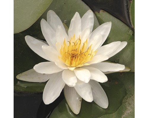 Vit näckros med gul blomma på ett näckrosblad