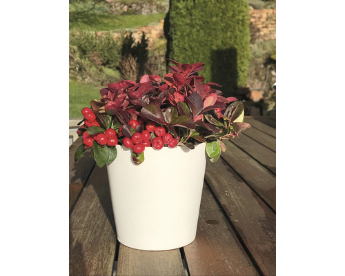 Skimmia i kruka på ett trädgårdsbord