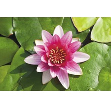 Närbild av en rosa näckros på gröna näckrosblad