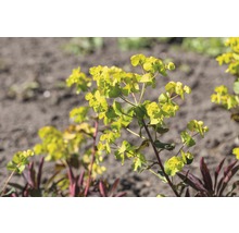 Mandeltörtel röd FLORASELF Euphorbia amygdaloides 'Purpurea' 5-30cm Co 0,5