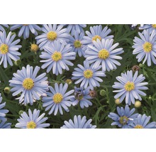 Närbild av blå asterblommor med gula centra.