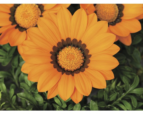 Gazania med kronblad