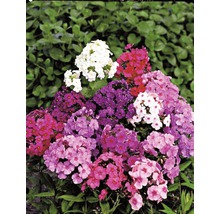Phlox planta med blommor i olika färger