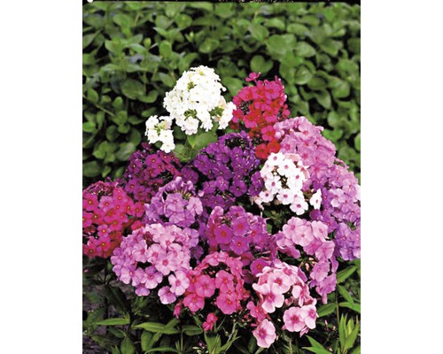 Höstflox mix FLORASELF Phlox paniculata co 3L sorterad