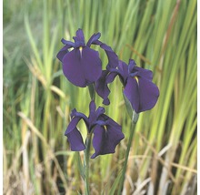 Tre mörkblå irisblommor framför grönt gräs